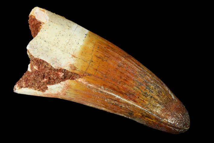 Cretaceous Fossil Crocodile Tooth - Morocco #159139